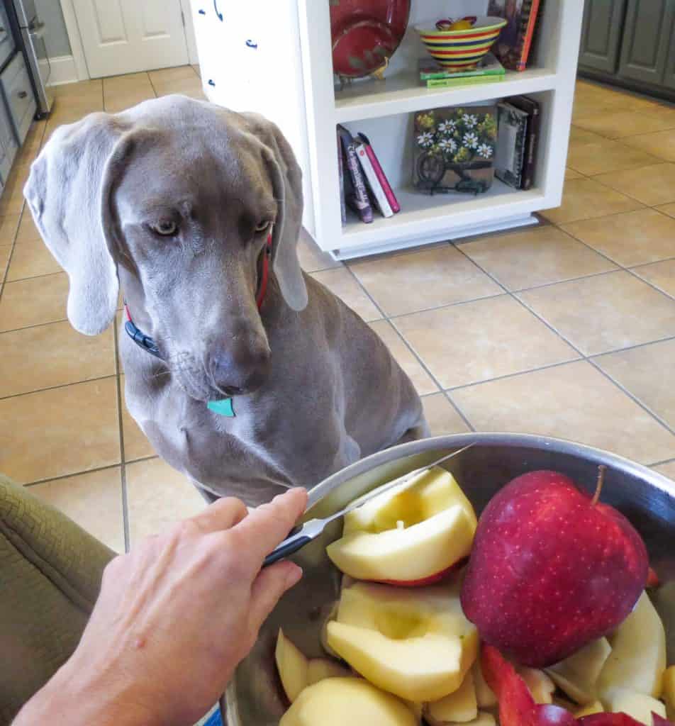 Weimaraner dog sitting watching a bowl of peeled apples.
