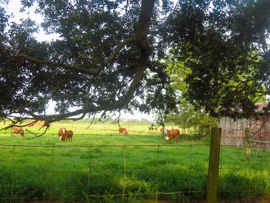 Cattle in the field.