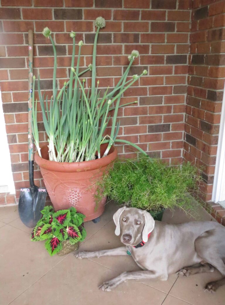 Live Oaks and Green Onions (Fresh Herb Dip)