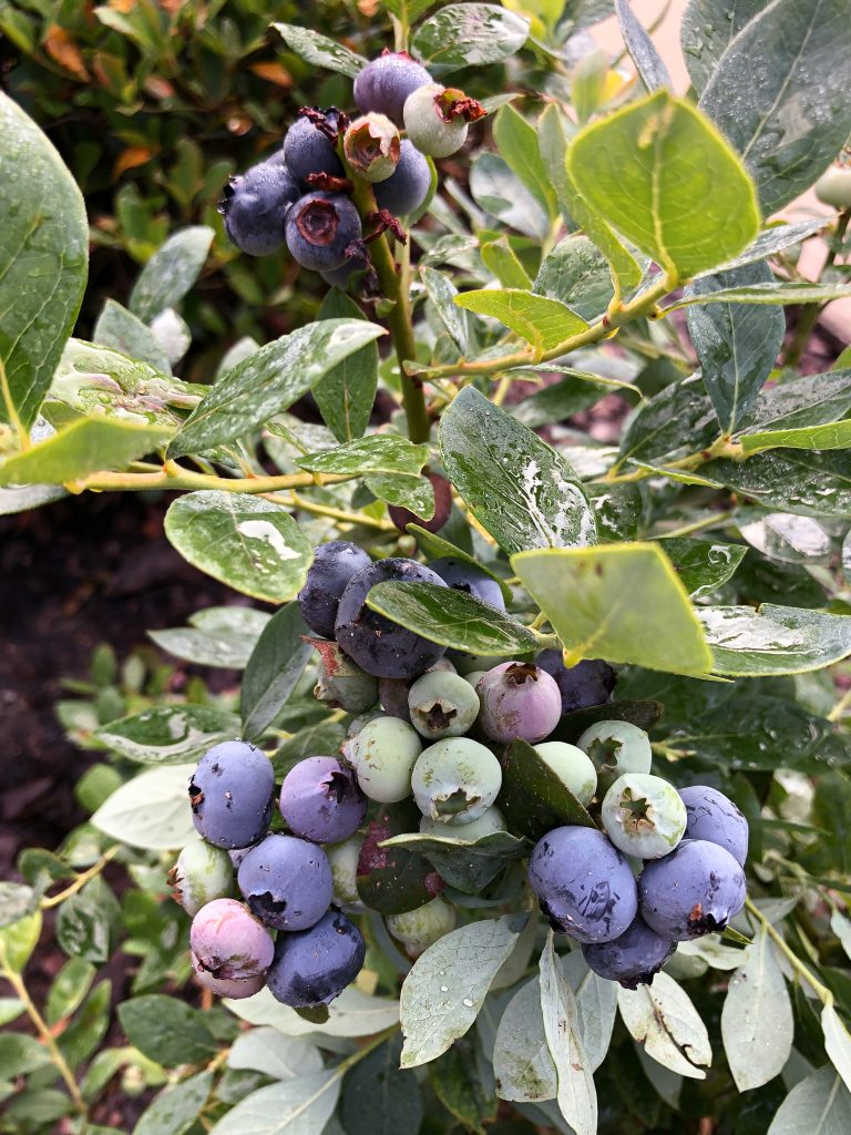 Blueberry bushes.