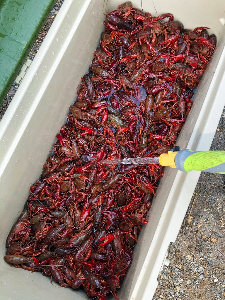 An ice chest with live crawfish.