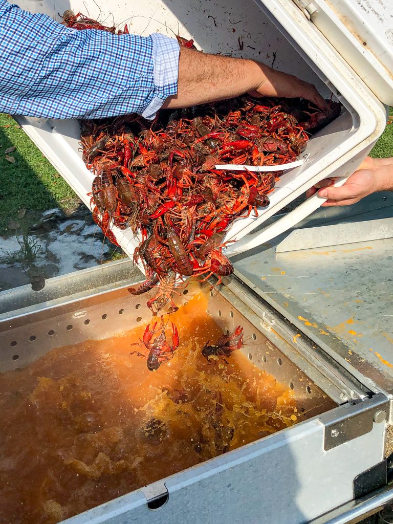 Dropping live crawfish into a cooker.