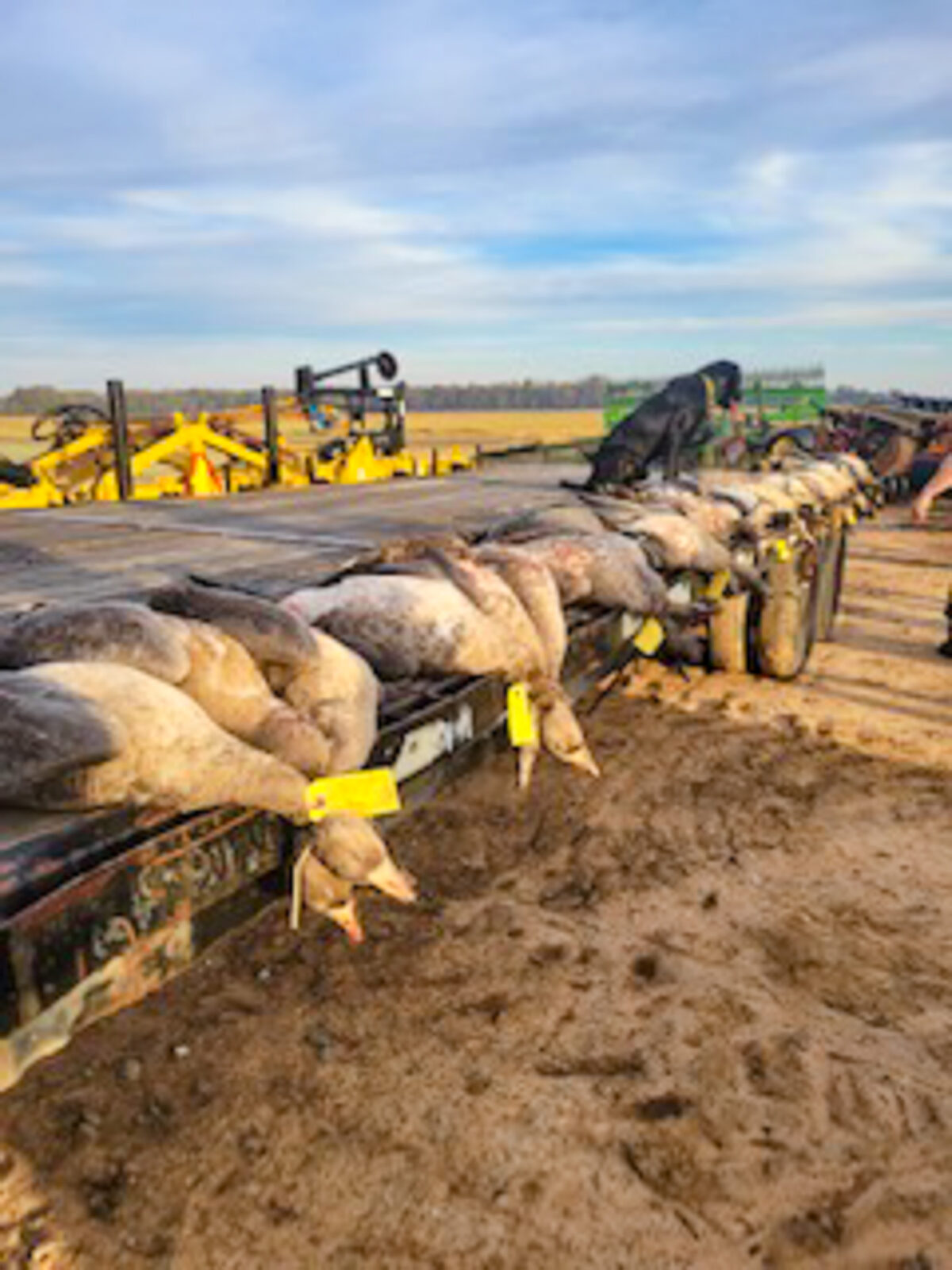 A row of harvested geese on a flatbed trailer with black hunting dog in the middle of a field.
